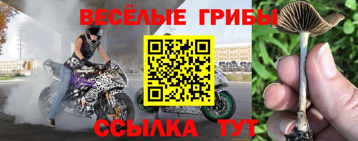 Псилоцибиновые грибы Psilocybine cubensis Малгобек